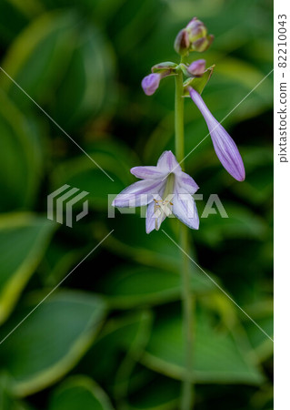 Up of hosta flowers blooming on a green background 82210043