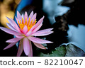 Water lilies in full bloom 82210047