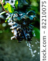 Water flowing from the dragon's mouth 82210075