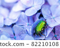 Up of canabun perched on blue hydrangea 82210108