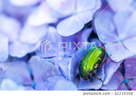 Up of canabun perched on blue hydrangea 82210108