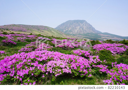 漢拏山白玉蘭杜鵑花 漢拏山白玉蘭杜鵑花 82210143
