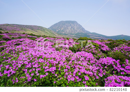 漢拏山白玉蘭杜鵑花 82210148