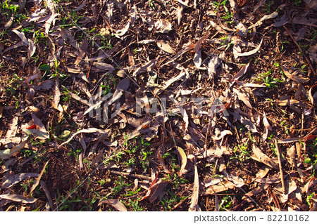 巴西聖保羅公園的落葉 82210162