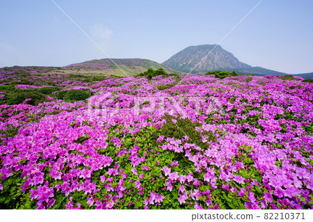 漢拏山白玉蘭杜鵑花 漢拏山白玉蘭杜鵑花 82210371