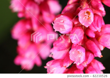 A group of natural plants, Persicaria longise and Persicaria longise. The flower is a little over 3 mm, the perianth is five fissures, and there are seven stamens. It is a bright crimson A group of natural plants, Persicaria longise and Persicaria longise. The flower is a little over 3 mm, the perianth is five fissures, and there are seven stamens. It is a bright crimson 82210526