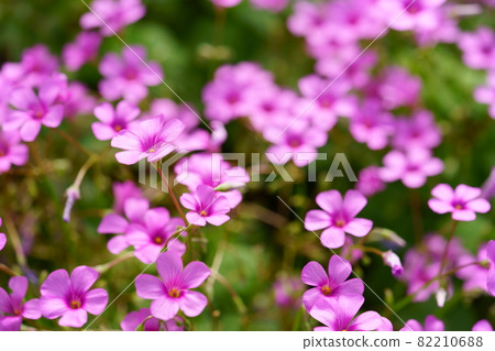 Beautiful pink-sorrel that bloomed in autumn Beautiful pink-sorrel that bloomed in autumn 82210688