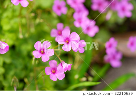 Beautiful pink-sorrel that bloomed in autumn Beautiful pink-sorrel that bloomed in autumn 82210689