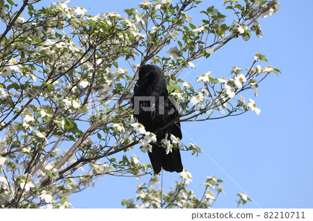 烏鴉頭髮 82210711