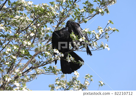 烏鴉頭髮 82210712