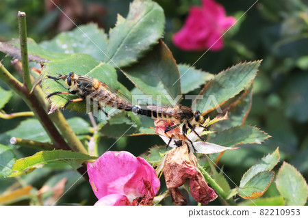 交配Shioyabe 82210953