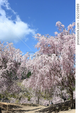 Cherry blossoms blooming in the garden of the sky, Takami no Sato Cherry blossoms blooming in the garden of the sky, Takami no Sato 82210989
