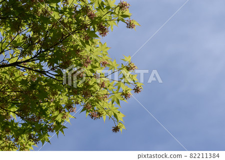 Blue sky and maple flowers Blue sky and maple flowers 82211384