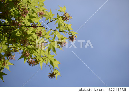 藍天和楓花 82211386