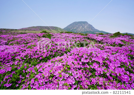 漢拏山白玉蘭杜鵑花 漢拏山白玉蘭杜鵑花 82211541