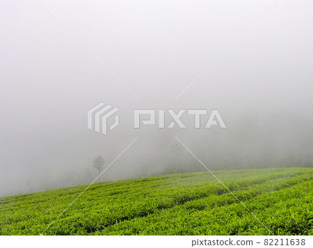 Tea gardens 82211638