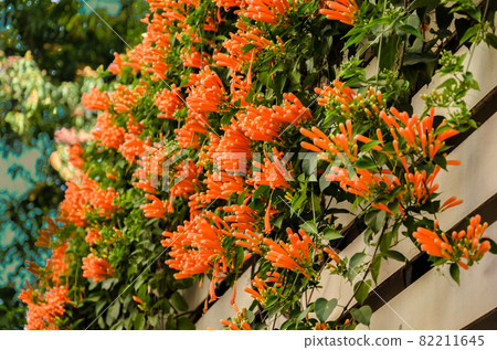 Red Pyrostegia Venusta flowers on a fence Red Pyrostegia Venusta flowers on a fence 82211645