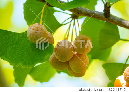 Ginkgo and Ginkgo leaves 82211742