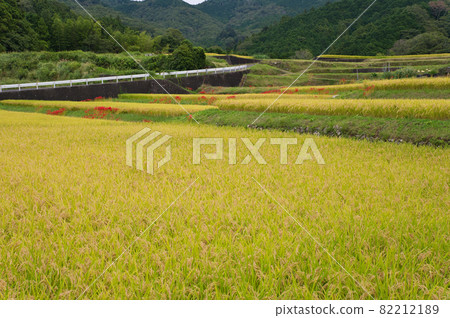 Terraced rice fields in the Yugashima area << Izu City >> Terraced rice fields in the Yugashima area << Izu City >> 82212189