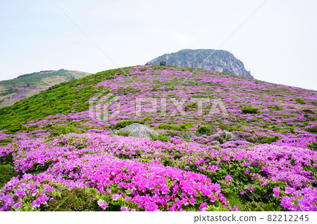 Azaleas at Witse Oreum in Hallasan Mountain Azaleas at Witse Oreum in Hallasan Mountain 82212245