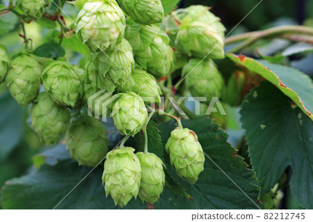 Hops, images 82212745