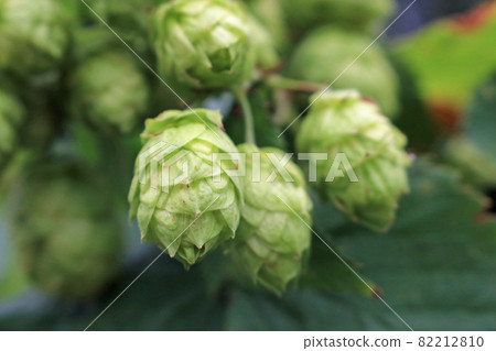 Hops, images 82212810