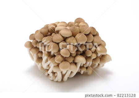 Bunashimeji 82213128