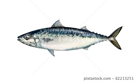 Illustration of chub mackerel --Transparent background --Cut out 82213251