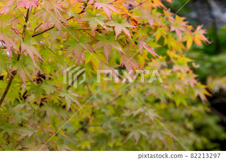 Maple leaves in September Maple leaves in September 82213297