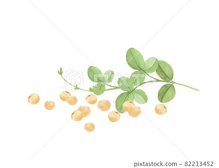 大豆和葉子的水彩畫 82213452