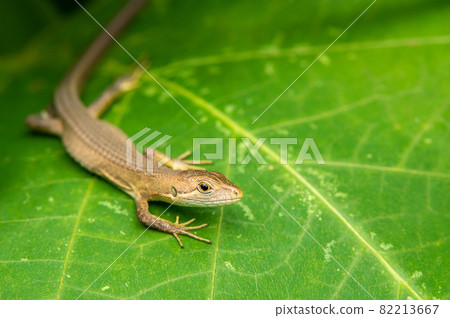 日本假名蛇 82213667