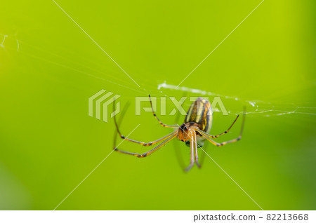 Leucauge bluff Leucauge bluff 82213668