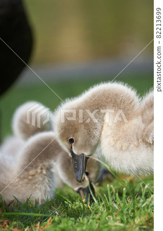 黑天鵝小雞 黑天鵝小雞 82213699