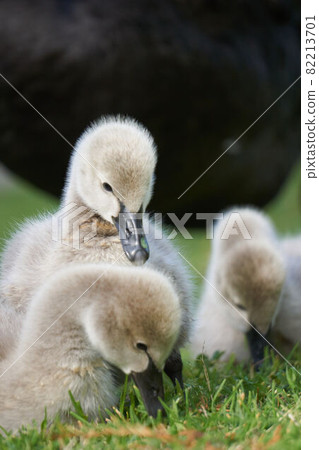 Black swan chick Black swan chick 82213701