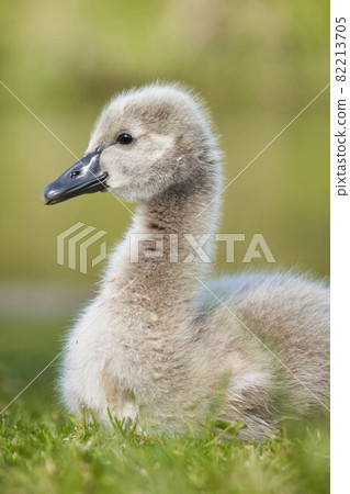 Black swan chick Black swan chick 82213705