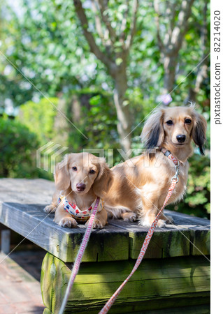 Two Kaninhen Dachshunds Two Kaninhen Dachshunds 82214020