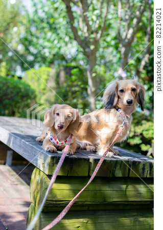Two Kaninhen Dachshunds Two Kaninhen Dachshunds 82214021