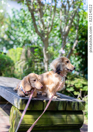 Two Kaninhen Dachshunds Two Kaninhen Dachshunds 82214022