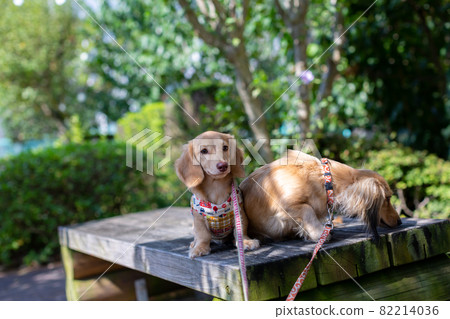 Two Kaninhen Dachshunds Two Kaninhen Dachshunds 82214036