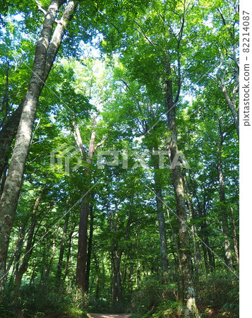 Shirakami Mountains Beech Forest Promenade Looking up at the sky Shirakami Mountains Beech Forest Promenade Looking up at the sky 82214087