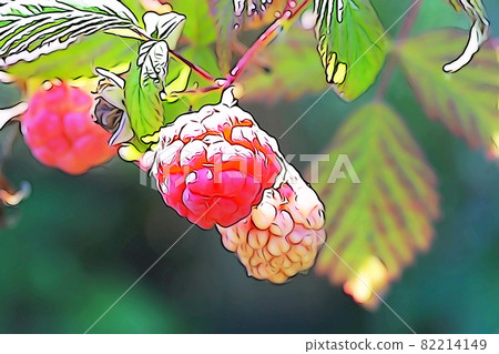 Pastel-like "red ripe raspberry" illustration image red ripe raspberry Pastel-like "red ripe raspberry" illustration image red ripe raspberry 82214149