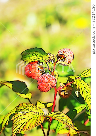Pastel-like "red ripe raspberry" illustration image red ripe raspberry 82214150