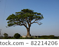 這棵樹 82214206