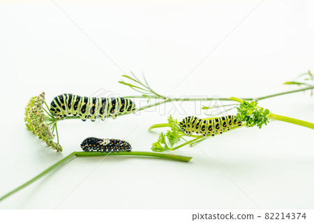 The larva of the yellowfin tuna 82214374