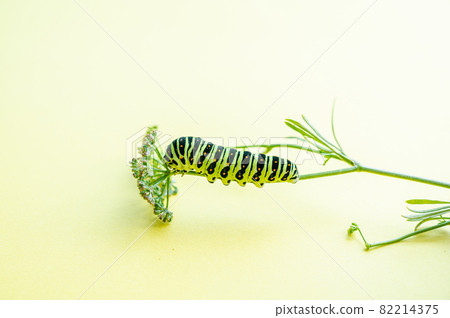 The larva of the yellowfin tuna 82214375