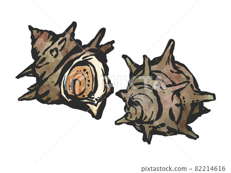 Hand-painted brush painting style illustration of turban shell 82214616