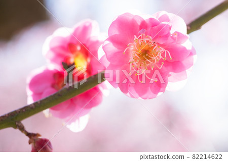 Pink plum blossoms Pink plum blossoms 82214622