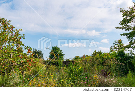 Brick fence and sky in the garden 82214767