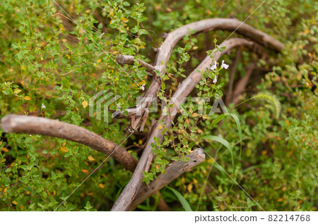 扶手由天然木材製成 82214768