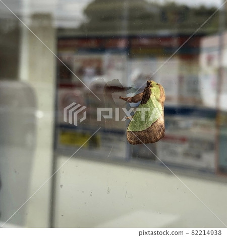 Adult Parasa lepida 82214938